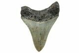 Serrated, Fossil Megalodon Tooth - North Carolina #273933-1